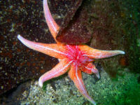 Solaster endeca