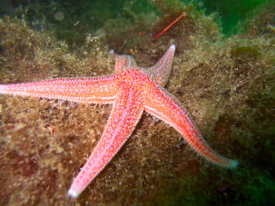 Seestern Asterias rubens