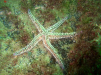 Eisseestern Marthasterias glacialis