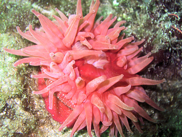 Anemone in Norwegen