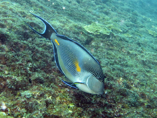 Acanthurus sohal