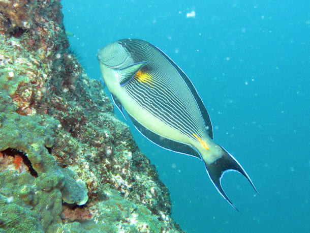 Acanthurus sohal