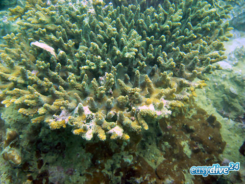 Acropora sp.