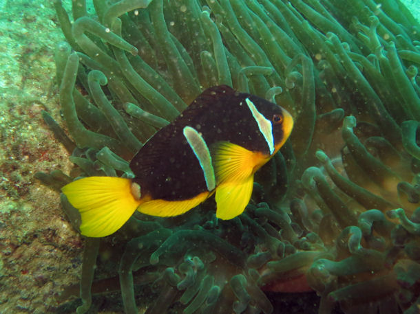 Amphiprion omanensis