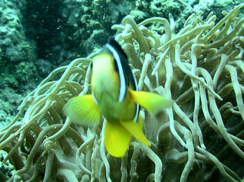 Amphiprion omanensis