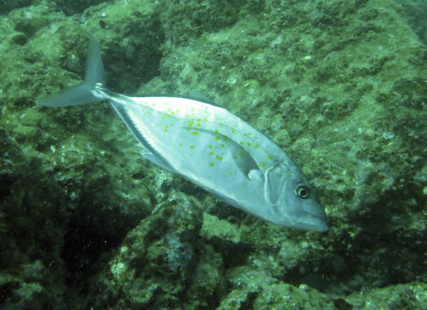 Orangefleck-Stachelmakrele Carangoides bajad