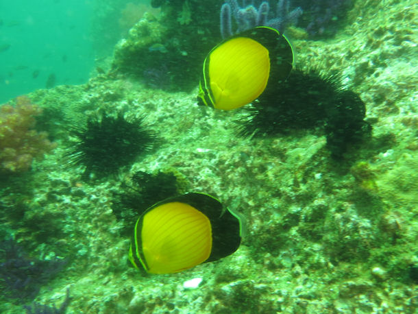 Chaetodon melapterus