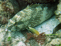 Epinephelus stoliczkae