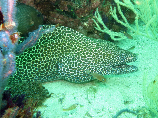 Netzmurne Gymnothorax favagineus