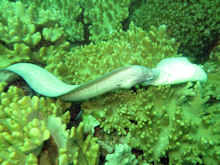Graue Murne Gymnothorax griseus