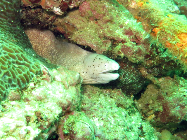 Gymnothorax griseus