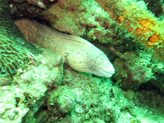 Gymnothorax griseus