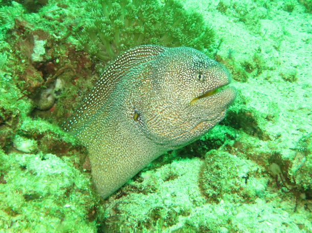 Gelbmaulmurne Gymnothorax nudivomer