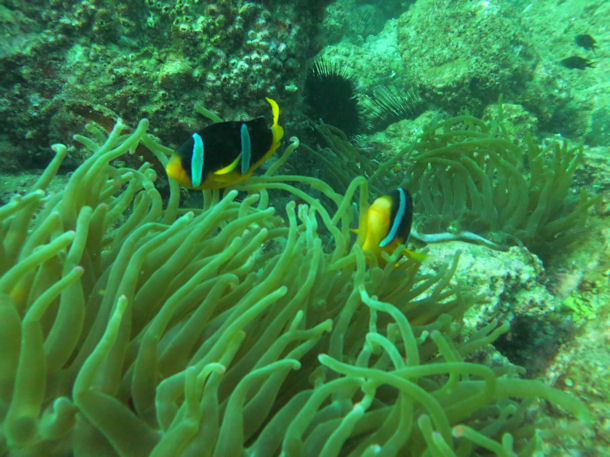 Lederanemone Heteractis crispa