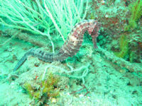 Hippocampus kelloggi