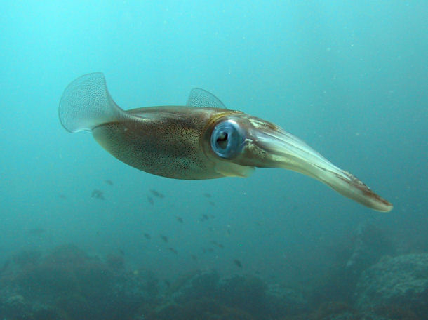 Diving Oman