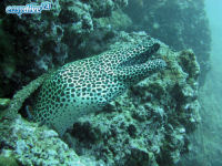 Tessellated Moray Gymnothorax favagineus