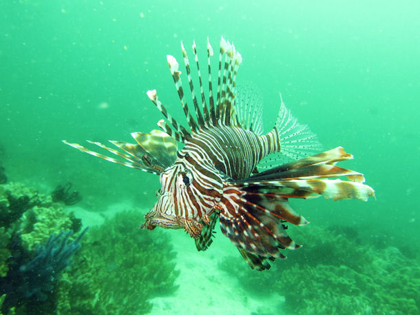 Tauchen Musandam Oman