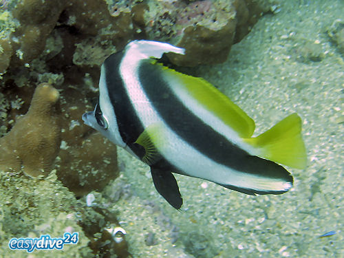 Rotmeer-Wimpelfisch Heniochus acuminatus