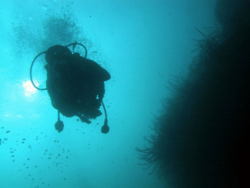 Diving Oman