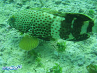 Epinephelus stoliczkae