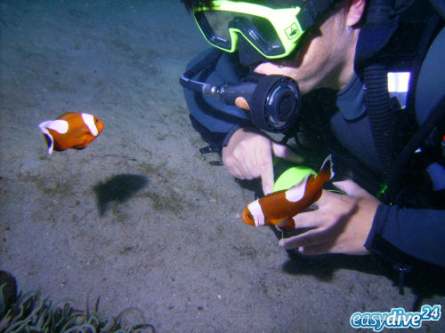 Amphiprion polymnus