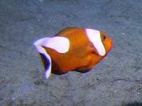 Amphiprion polymnus