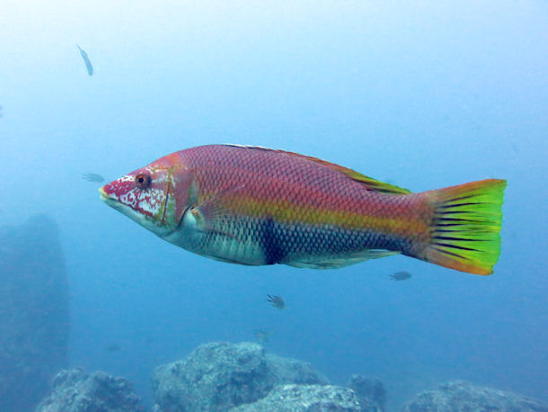 Bodianus scrofa