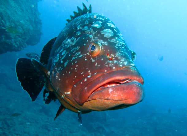 Diving Madeira