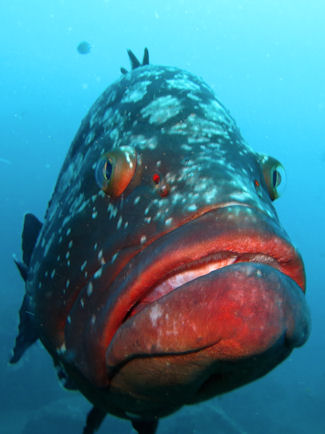 Epinephelus marginatus