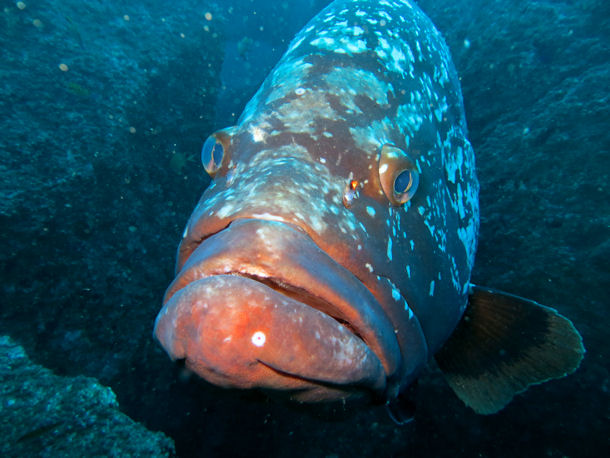 Epinephelus marginatus