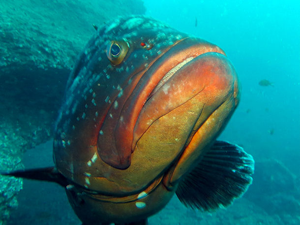 Madeira Grouper