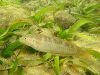 Lippfisch Halichoeres bivittatus