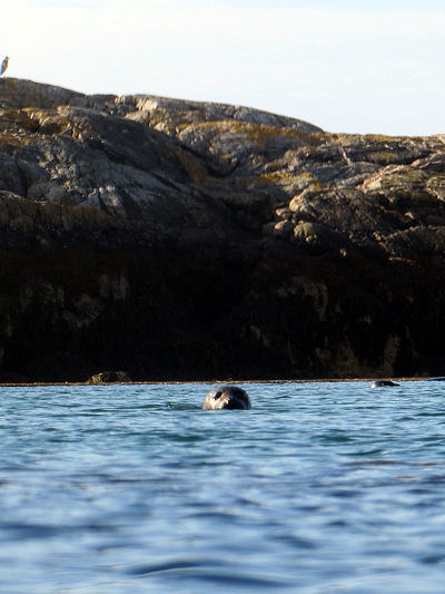 Seal & Lagoon Tour