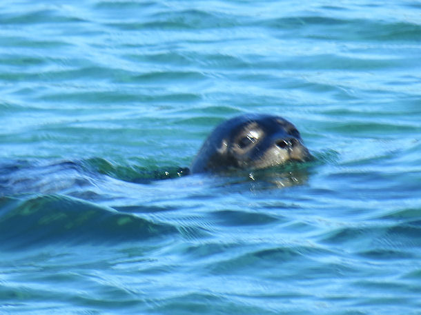 Seal & Lagoon Tour