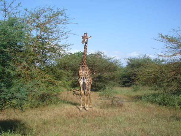 Tauchen Senegal