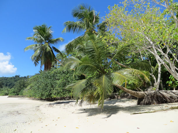 Diving Seychelles