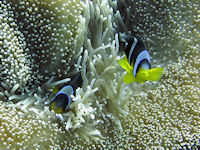 Amphiprion fuscocaudatus