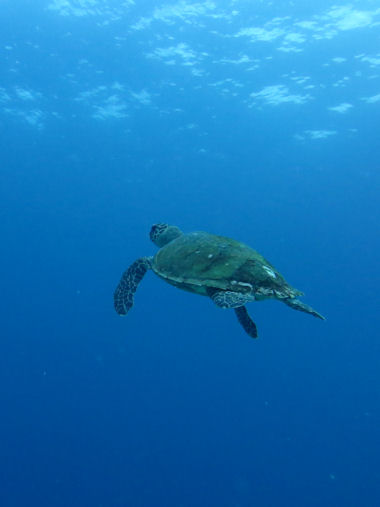 Schildkroete vor den Seychellen