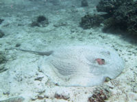 Urogymnus asperrimus