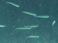 Ährenfische Atherina sp.