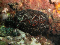 Seehase Aplysia fasciata