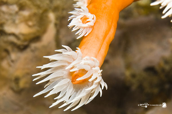 Dendrophyllia ramea