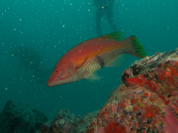 Bodianus scrofa