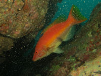 Bodianus scrofa