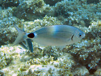 Saddled bream Oblada melanura