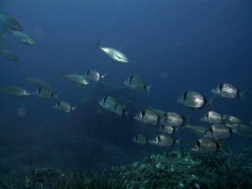 Zweibindenbrasse Diplodus vulgaris