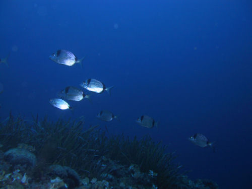 Zweibindenbrasse Diplodus vulgaris