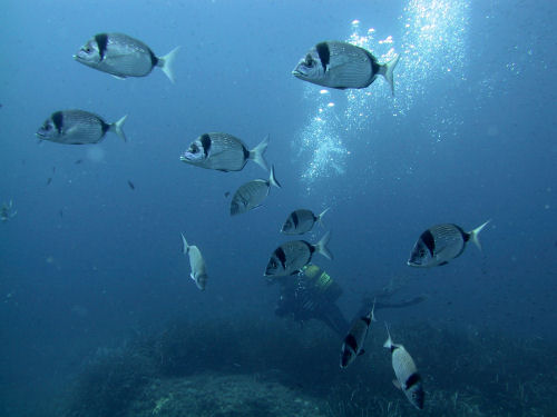 Zweibindenbrasse Diplodus vulgaris