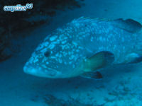 Epinephelus marginatus